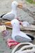 Gary & Glen Seagulls Pattern